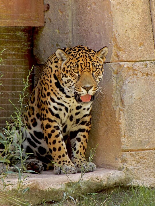 what do jaguars eat in the rainforest