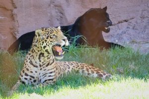 What Do Jaguars Eat