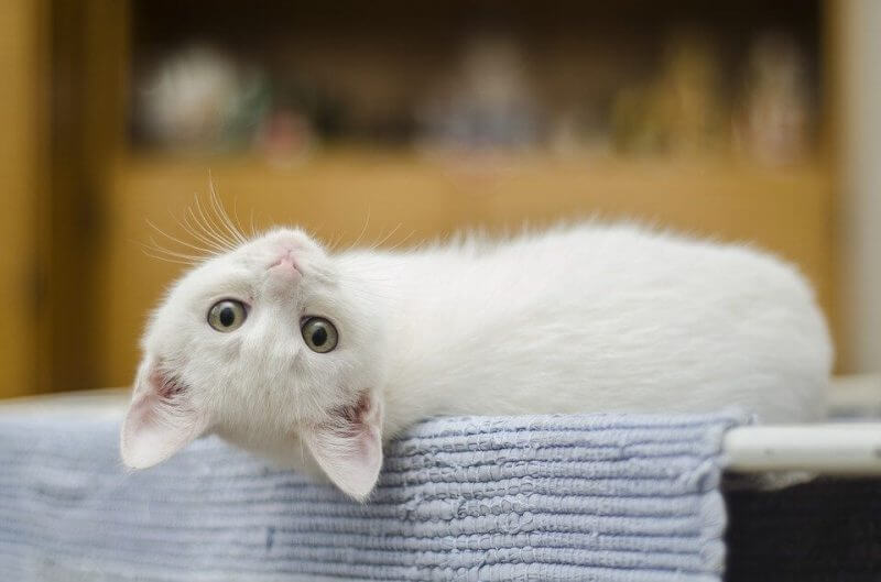 Girl Cat Names White