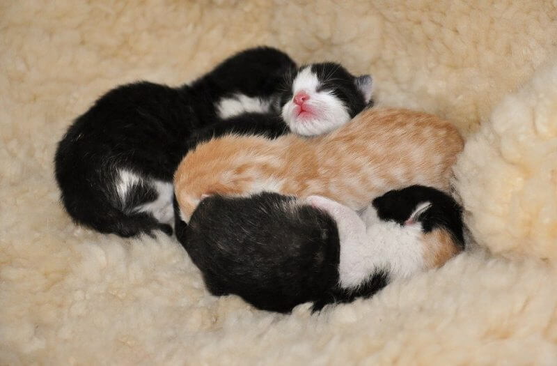 Girl Cat Names Funny