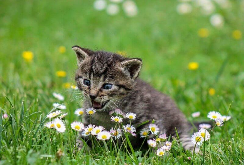 Girl Cat Names that Start with T