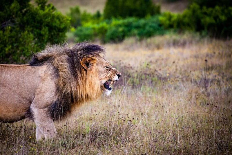√ Interesting Facts about Mountain Lion (Facts Animal)
