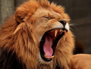 Interesting Facts about the Lions