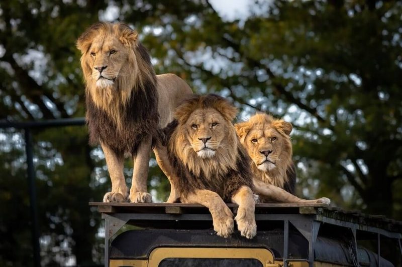 Facts about the Lions