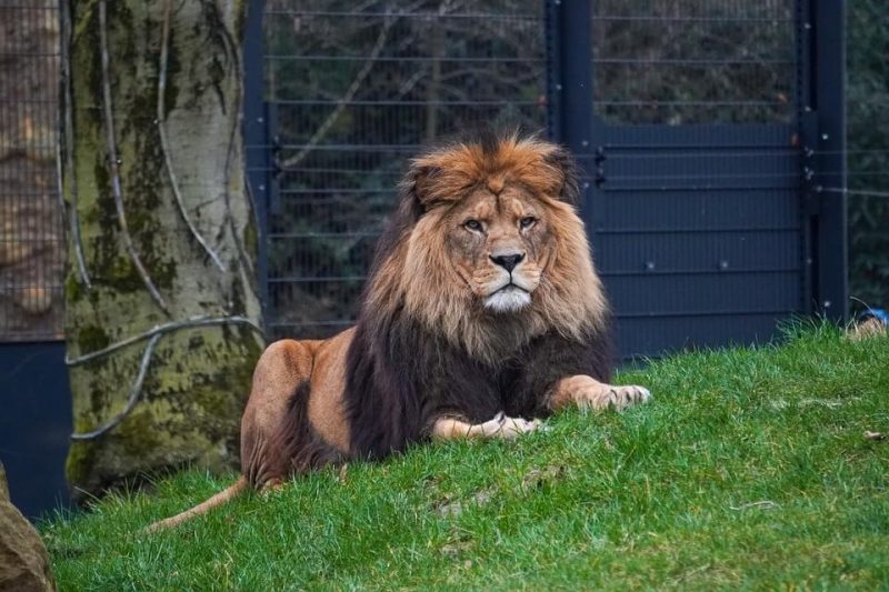 Facts about Mountain Lion