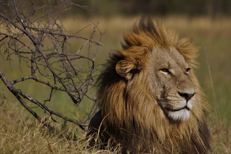 Facts about Mountain Lion