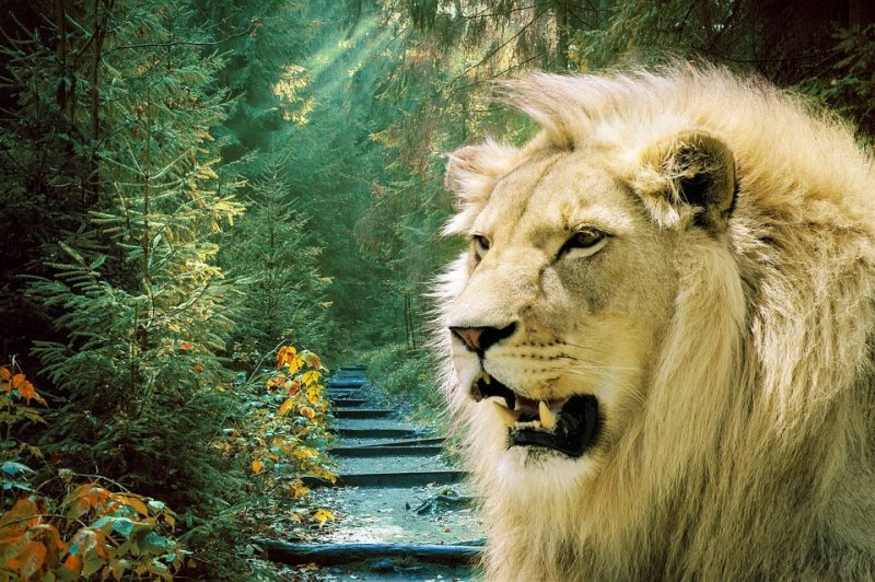 Facts about Mountain Lion