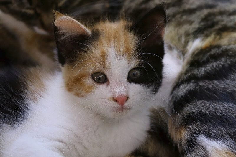 Girl Cat Names Cute
