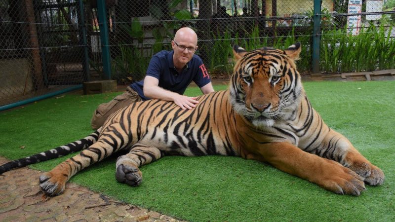 fun facts about bengal tiger