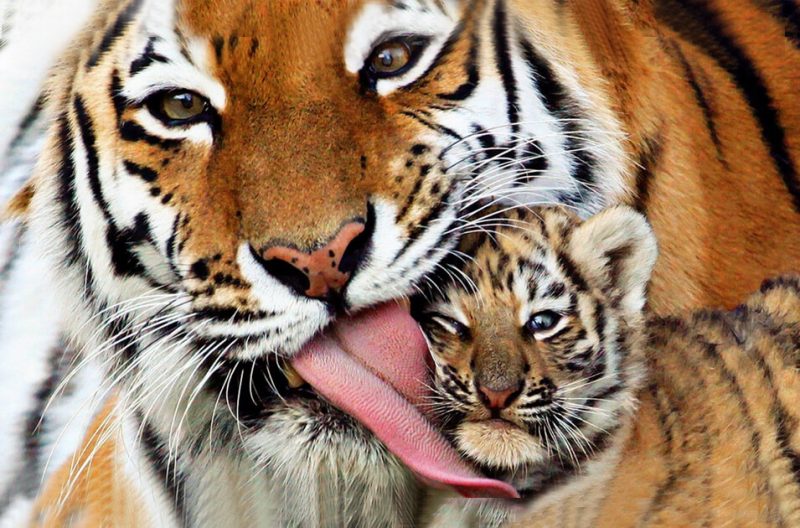 Facts about Bengal Tiger