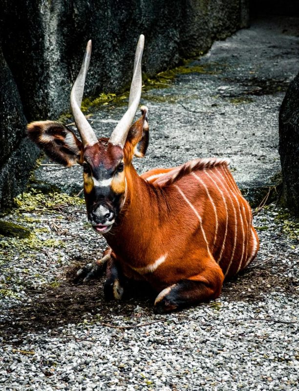 Bongo Cute Animal