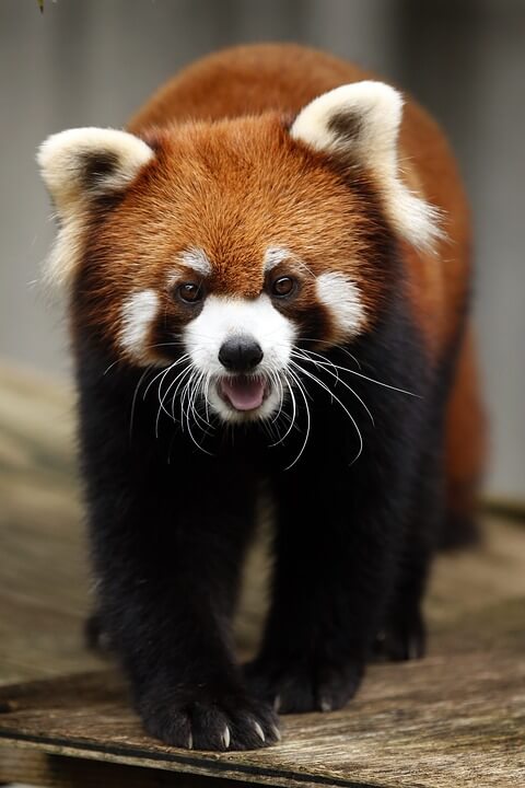 List of Cute Animal in the World