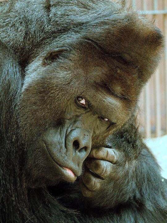 Gorillas do social grooming as part of their bonding
