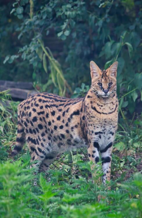 Serval Picture Animal Pet