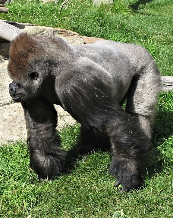 Gorillas were once not the largest primate