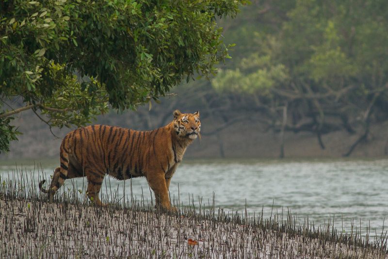 Facts about Bengal Tiger