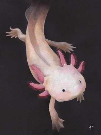 Axolotl Cute Animal