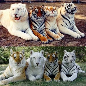 interesting facts about the bengal tiger