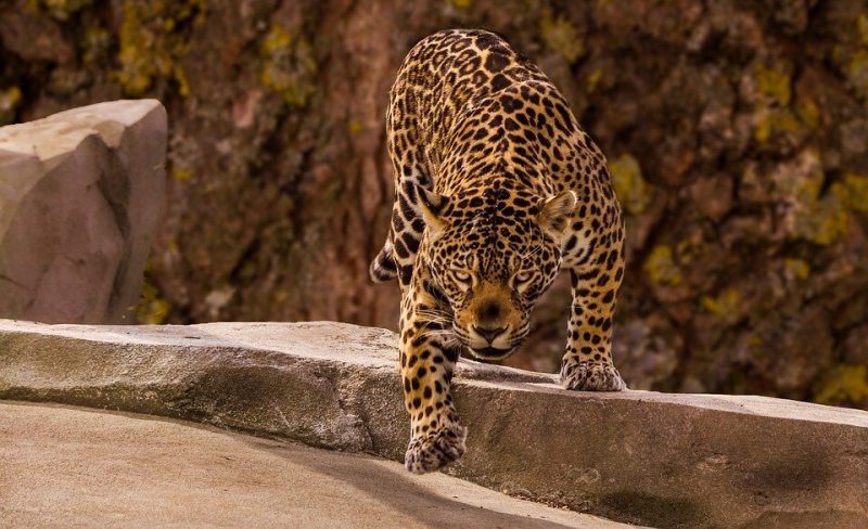 What Do Jaguars Eat