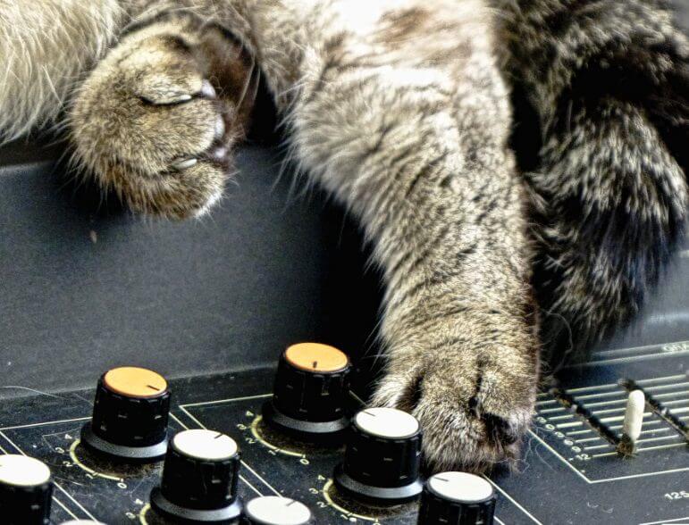 Fact of cats