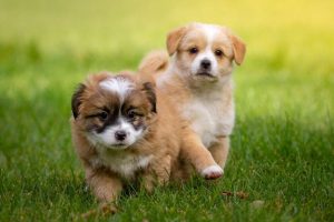 Male Dog Names
