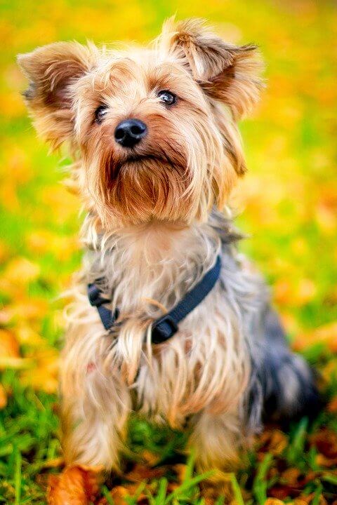 Girl Dog Names Starting with B