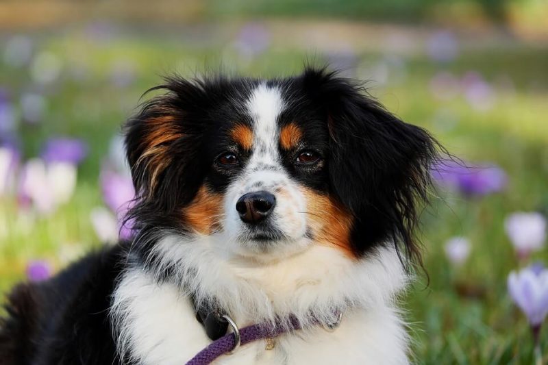 Boy Dog Names Cute