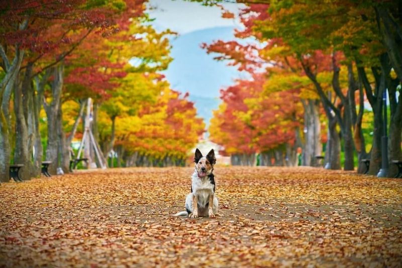 Boy Dog Names Popular