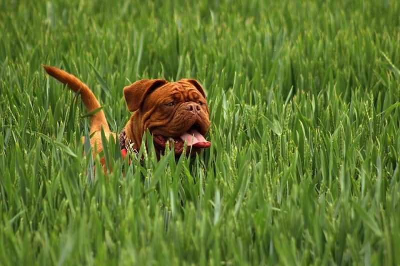 Boy Dog Names that Starting with B