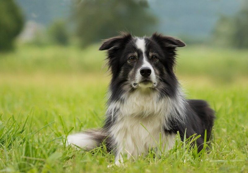 Boy Dog Names with M