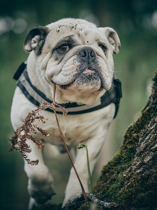 Popular Girl Dog Names