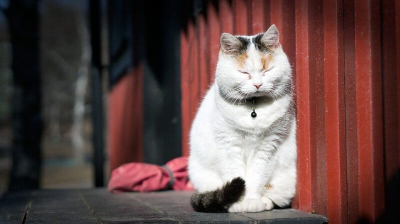 Popular cut cat picture