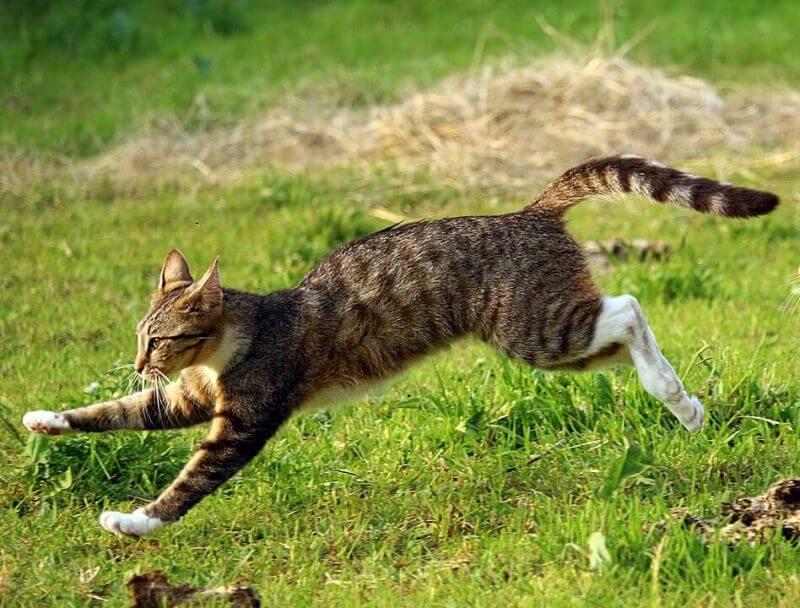 The average speed of cat is 50 kilometer per hour