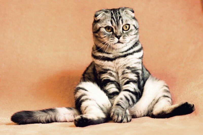 Cute and Funny cat