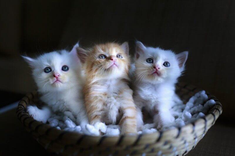 Cute kids cat pictures