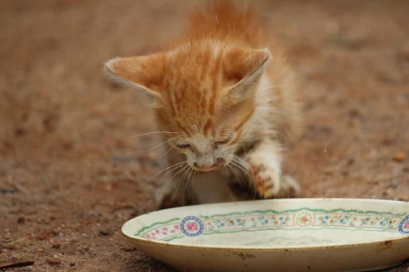 Cats can’t drink milk