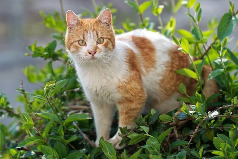 Orange cat picture
