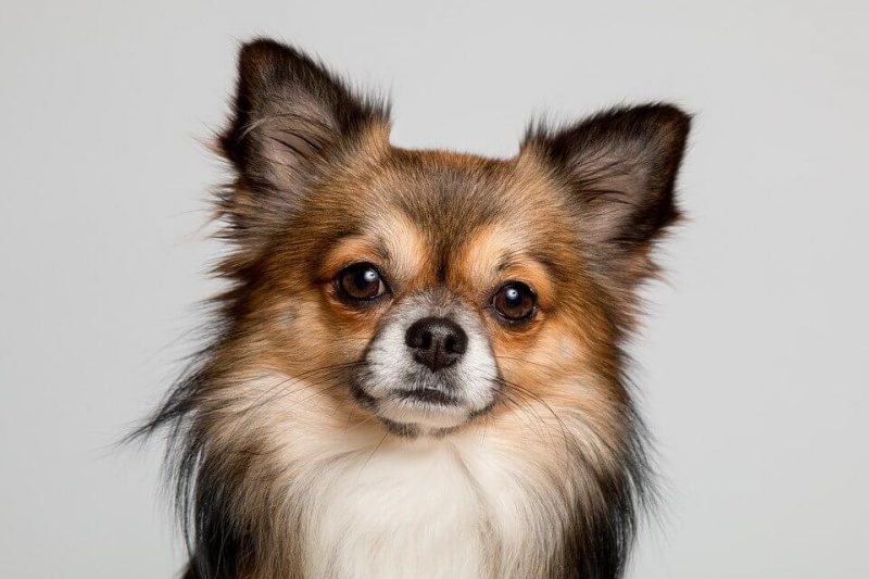 Boy Dog Names Starting with S