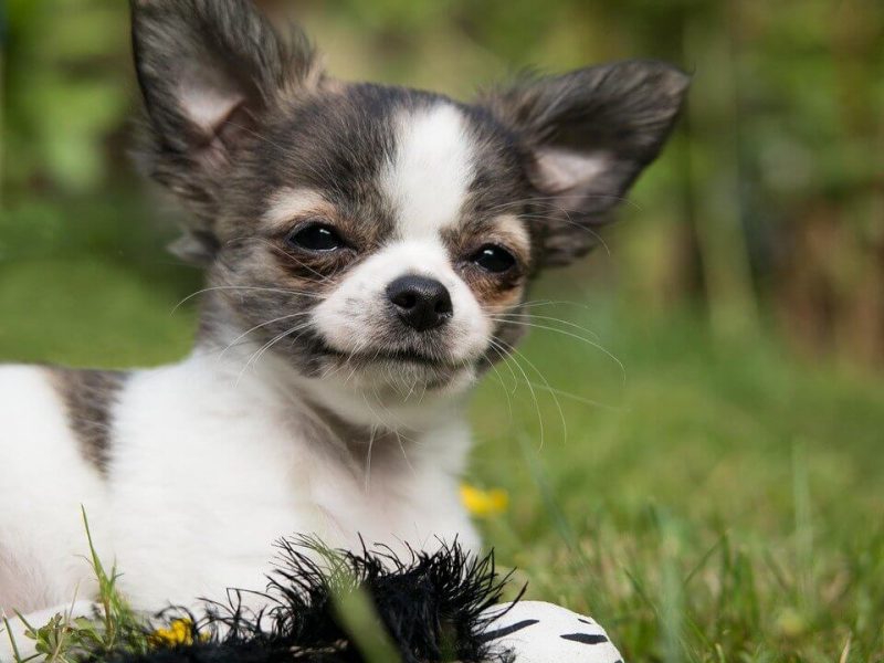 Japanese Boy Dog Names