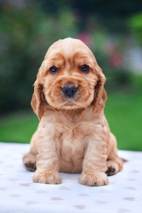 Girl Dog Names Unique