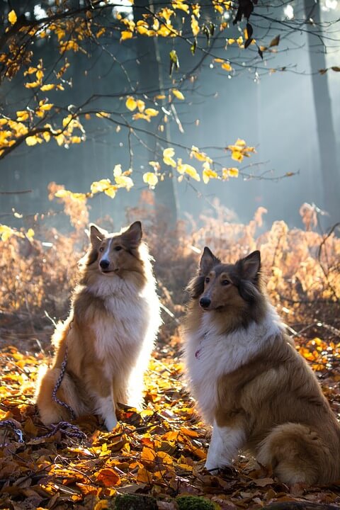 Girl Dog Names Funny