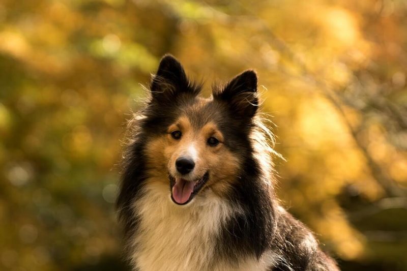 Boy Dog Names in French