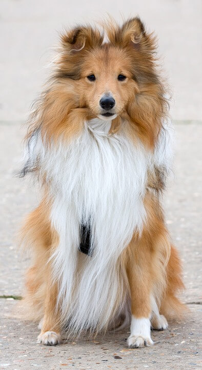 Girl Dog Names that Start with S