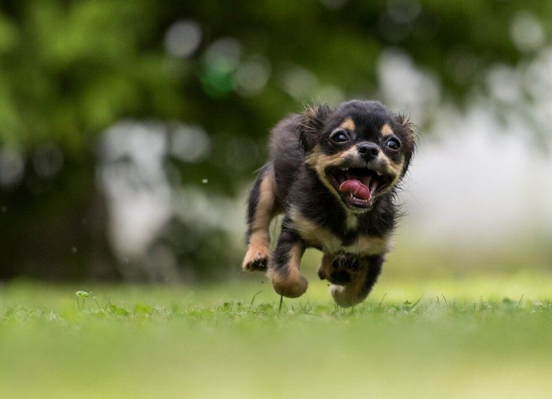 Girl Dog Names / Female Dog