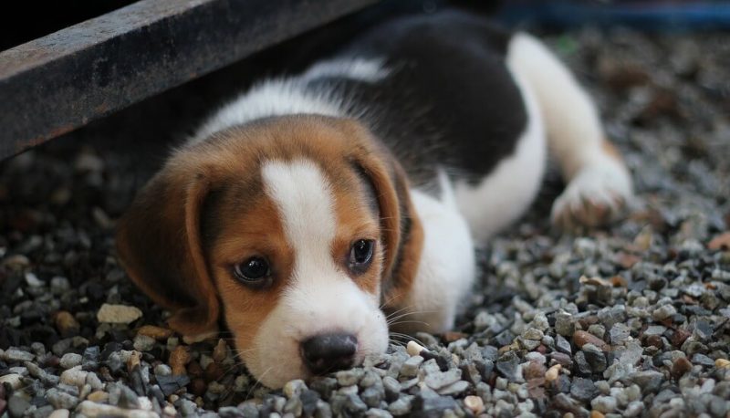 German Boy Dog Names