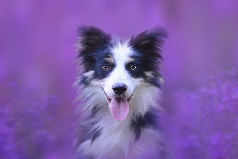 Boy Dog Names with R