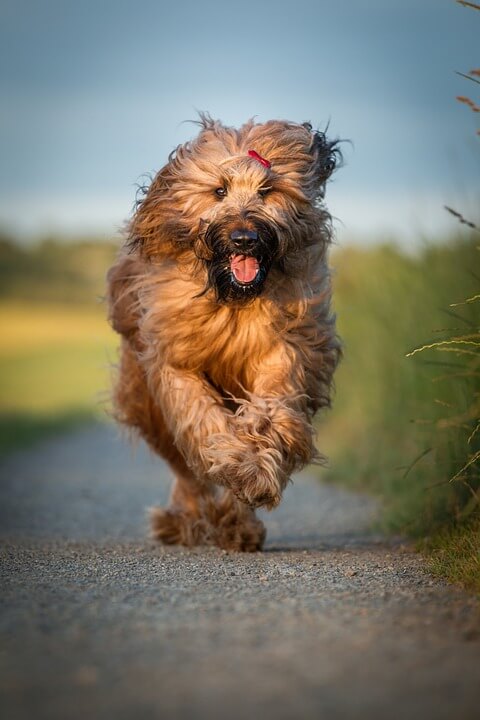 Girl Dog Names in German