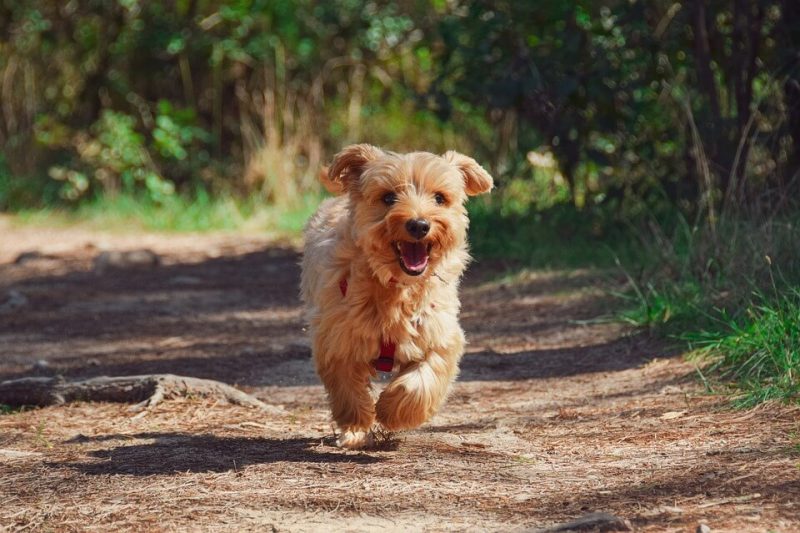 Boy Dog Names Funny
