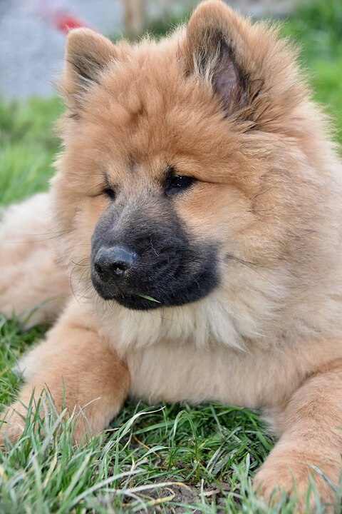 Girl Dog Names Italian