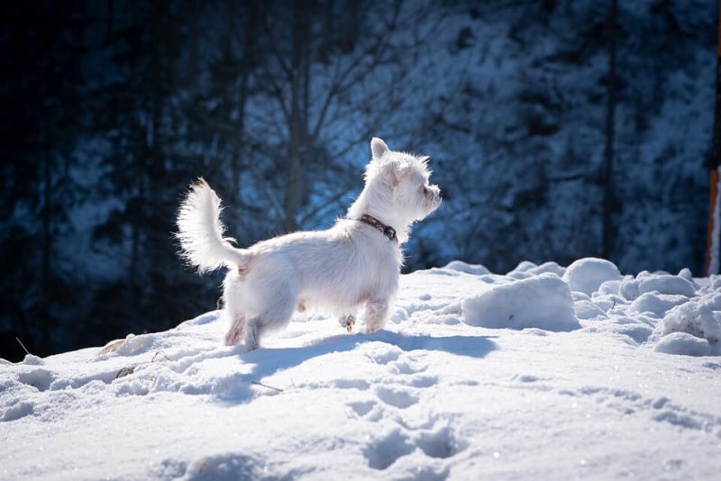 French Boy Dog Names